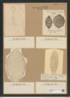 Biddulphia pulchella Gray (de-Toni-Nr.: Genus 123, Species 3466) Zeichnungen Sammlung Grunow Nr. 6953 (NHMW-BOT-W0375847)